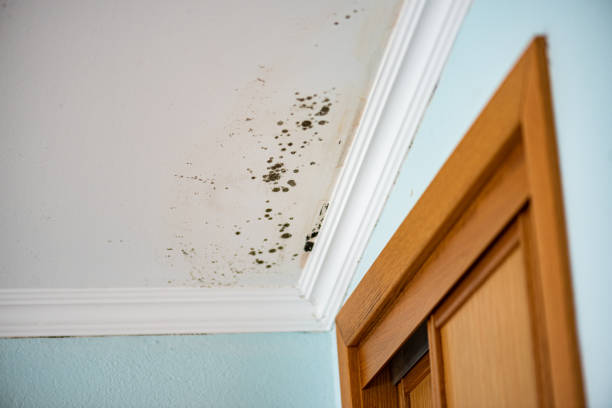 Best Crawl Space Mold Removal  in Stuart, IA
