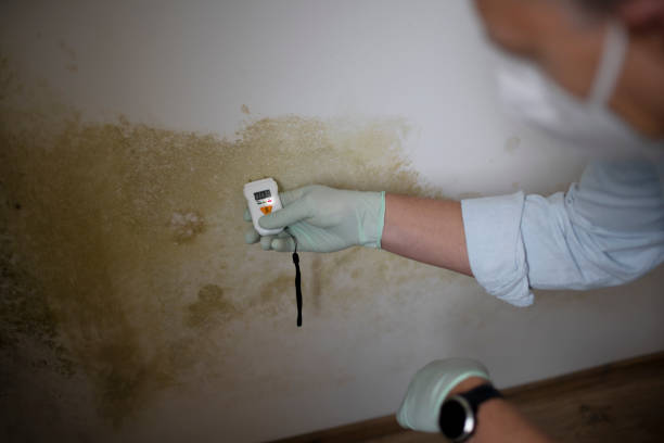 Best Black Mold Removal  in Stuart, IA