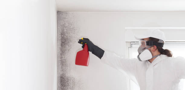 Best Same-Day Mold Removal  in Stuart, IA
