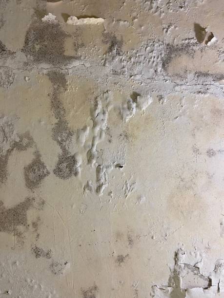 Best Mold Remediation  in Stuart, IA