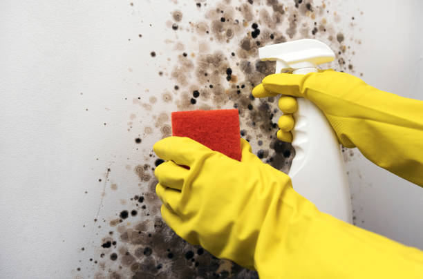 Crawl Space Mold Removal in Stuart, IA